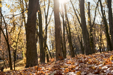 Autumn park with fallen leaves and sunbeams in the backgroundの写真素材