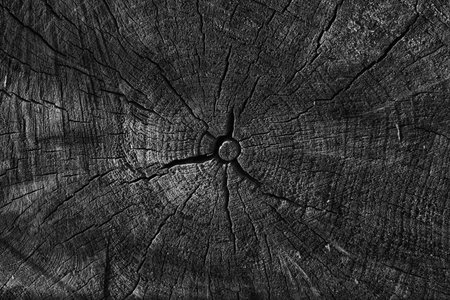 Old wood texture with natural pattern for background. Black and white.の写真素材