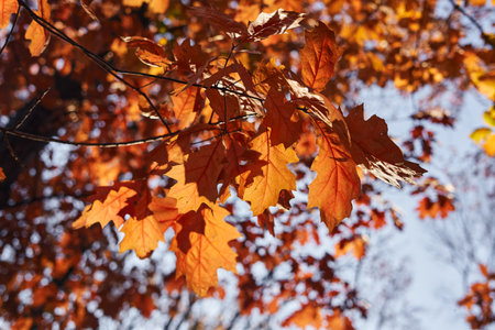 Autumn leaves on a tree in the park. Selective focusの写真素材