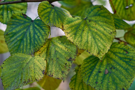 Green leaves of a linden tree in autumn close-upの写真素材
