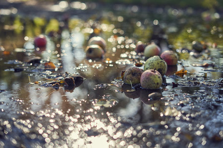 Fallen apples in a puddle with water drops. Selective focus.の写真素材