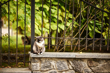 Cute cat sitting on the stone stairs in the garden. Selective focus.の写真素材