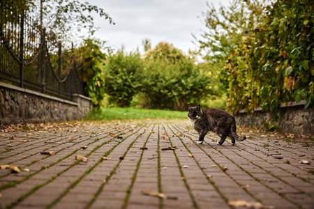 Cat on the street. A cat walks in the autumn park.の写真素材