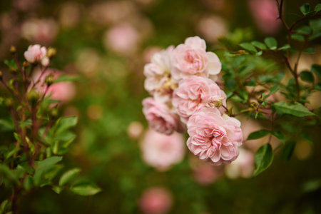 Beautiful pink roses in the garden. Shallow depth of field.の写真素材