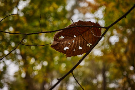 Autumn leaves on a tree branch in the forest. autumn background