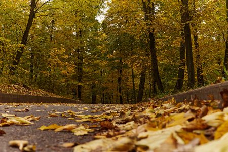 Fallen leaves on the road in the autumn forest. Beautiful autumn landscape.の写真素材
