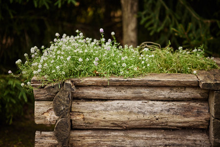 White flowers on wooden planksの写真素材