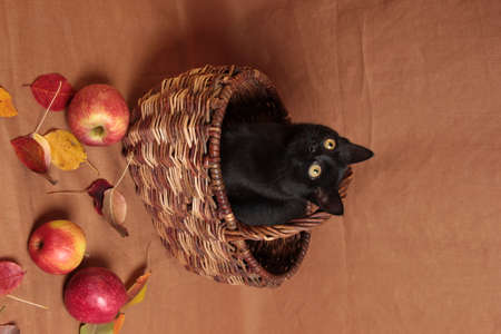 Harvest, thanksgiving. Autumn basket with apples and cat close-up. black cat in the basket.の写真素材
