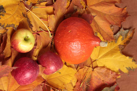 Autumn still life, background. Maple leaves and pumpkin. Harvest, thanksgivingの写真素材