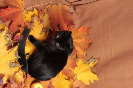 Still life with autumn leaves, apples and a black cat. Maple leaf.の写真素材