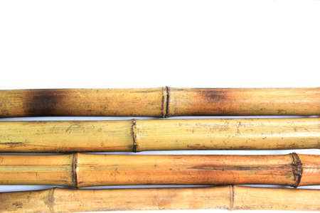 Yellow bamboo on white isolated background.の写真素材