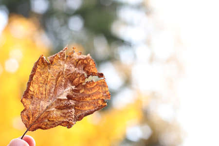 A hand holds a dry autumn leaf against the background of an autumn forest.の写真素材