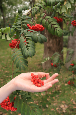 A hand holding a red rowan berries against the background of nature. autumn concept.の写真素材