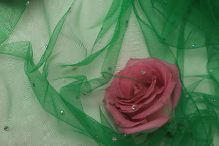 pink rose on a green background made of transparent fabric. pink and green backgroundの写真素材