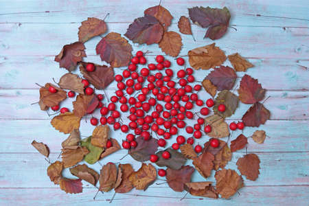 Berries and leaves of hawthorn on the background of light blue wood. Autumn concept. still-life.の写真素材