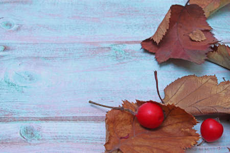 Berries and leaves of hawthorn on the background of light blue wood. Autumn concept. still-life.の写真素材
