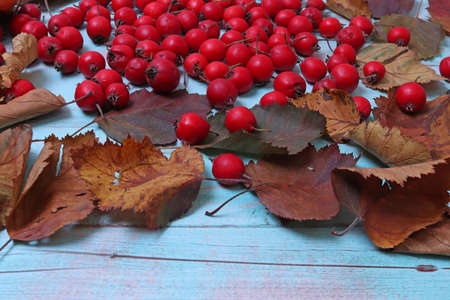 Berries and leaves of hawthorn on the background of light blue wood. Autumn concept. still-life.の写真素材