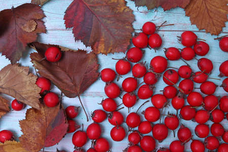 Berries and leaves of hawthorn on the background of light blue wood. Autumn concept. still-life.の写真素材