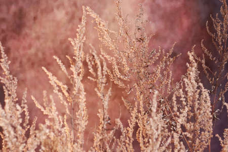 Grass in the field. Dry herbs. .Natural brown background.の写真素材