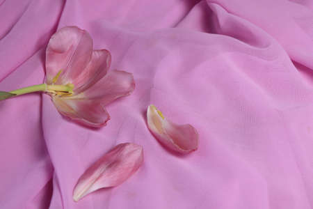 A tulip with torn petals on a pink fabric background. spring garden flower tulips flower wallpaperの写真素材