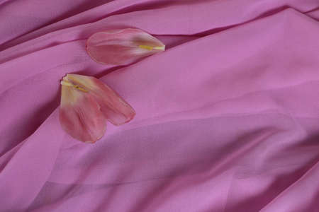 A tulip with torn petals on a pink fabric background. spring garden flower tulips flower wallpaperの写真素材