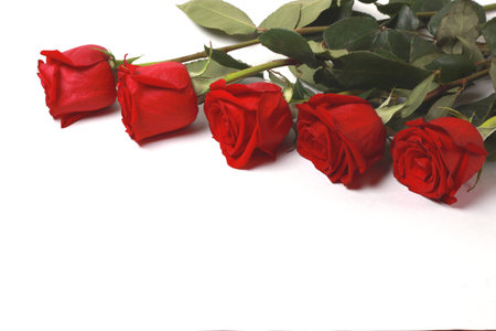 Five red roses on a white background with space for textの写真素材