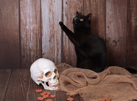 still life in gothic style. Black cat, runes, skull, The table of a witch, an alchemist, a magician.の写真素材