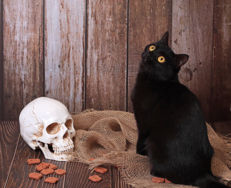 still life in gothic style. Black cat, runes, skull, The table of a witch, an alchemist, a magician.の写真素材