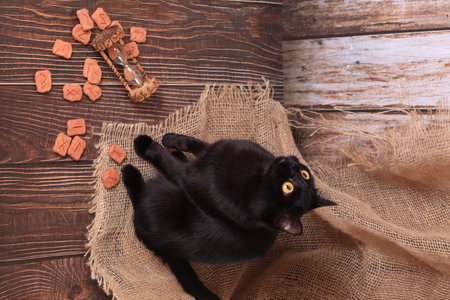 still life in Gothic Halloween style. Black cat, runes, hourglass with runic signs. The table of a witch, an alchemist, a magicianの写真素材