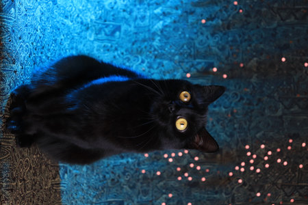 Black cat with big yellow eyes on a blue backgroundの写真素材