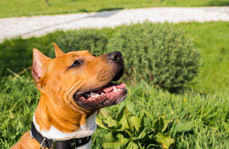 American Staffordshire Terrier dog looking upの写真素材
