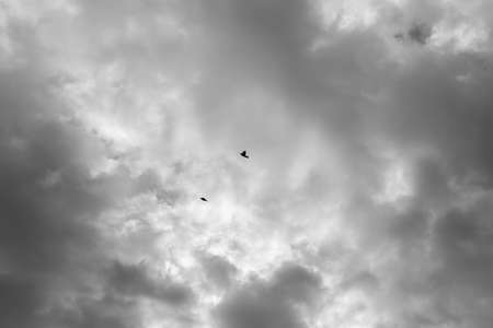 Two birds flying on a black and white dark skyの写真素材