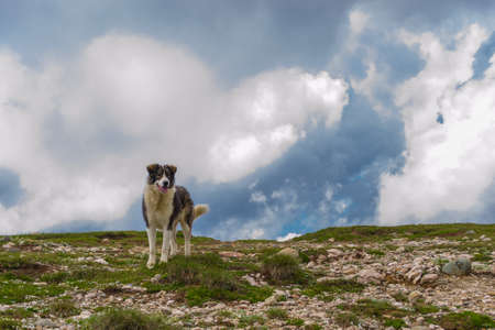 Romanian mountain shepherd dogの写真素材