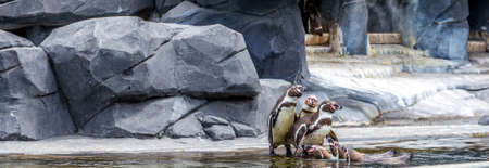 Penguins sitting outside of the waterの写真素材