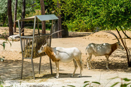 Three antelopes sitting outsideの写真素材