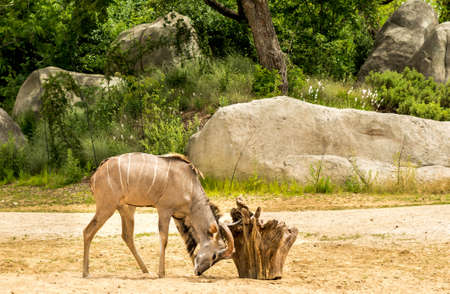 Greater kudu antelope scratching his headの写真素材