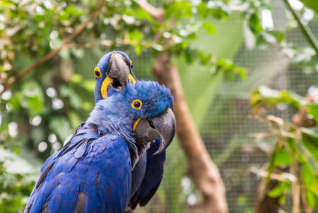 Two blue ara parrotsの写真素材