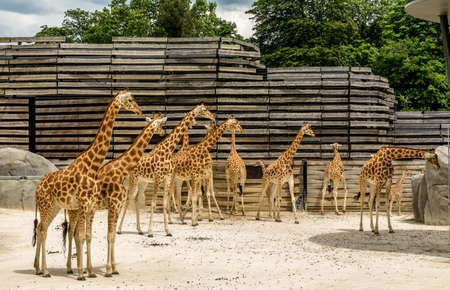 Multiple giraffes looking on the right sideの写真素材