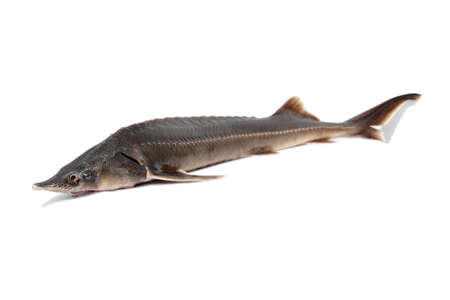 sturgeon fish on a white background. head in focusの写真素材