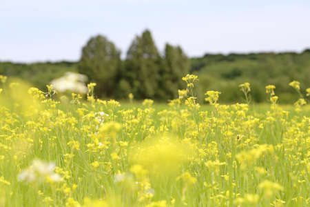 Field with yellow flowers on blurred background of treesの写真素材