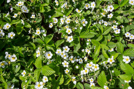 Glade of blossoming strawberryの写真素材