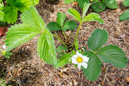 beautiful blooming garden strawberryの写真素材