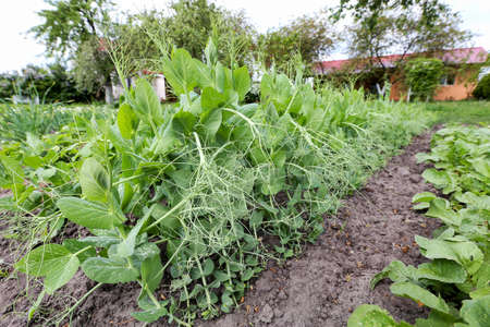 bush of young pea with sprouts on a summer cottage with a house in the background