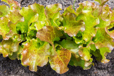 garden bed of fresh lettuceの写真素材