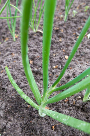 Green onions in the garden. Onions in the dewの写真素材
