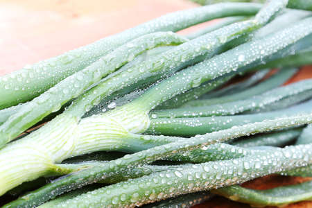 Green onions in the dewの写真素材