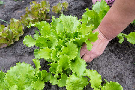 picking up fresh lettuce in the gardenの写真素材