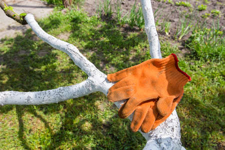 orange gloves hanging on a treeの写真素材