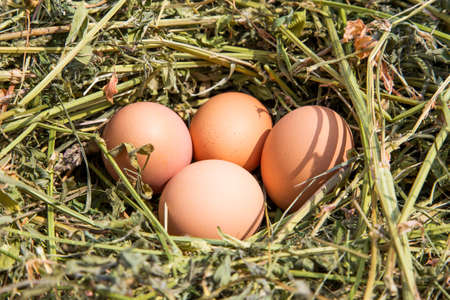 Fresh country eggsの写真素材