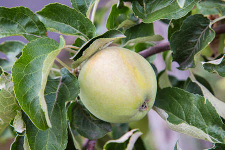 green apple on the treeの写真素材
